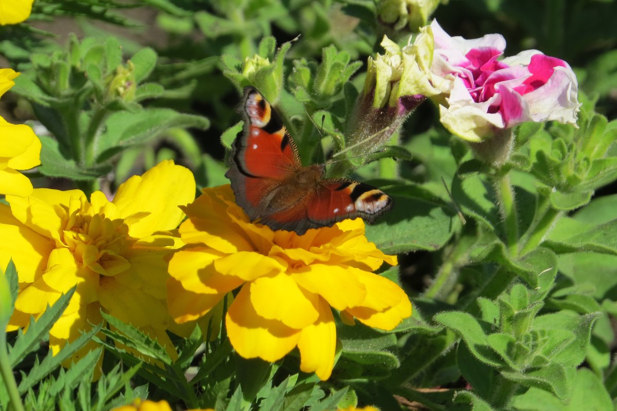 Бабочка и цветы - Вера Щукина