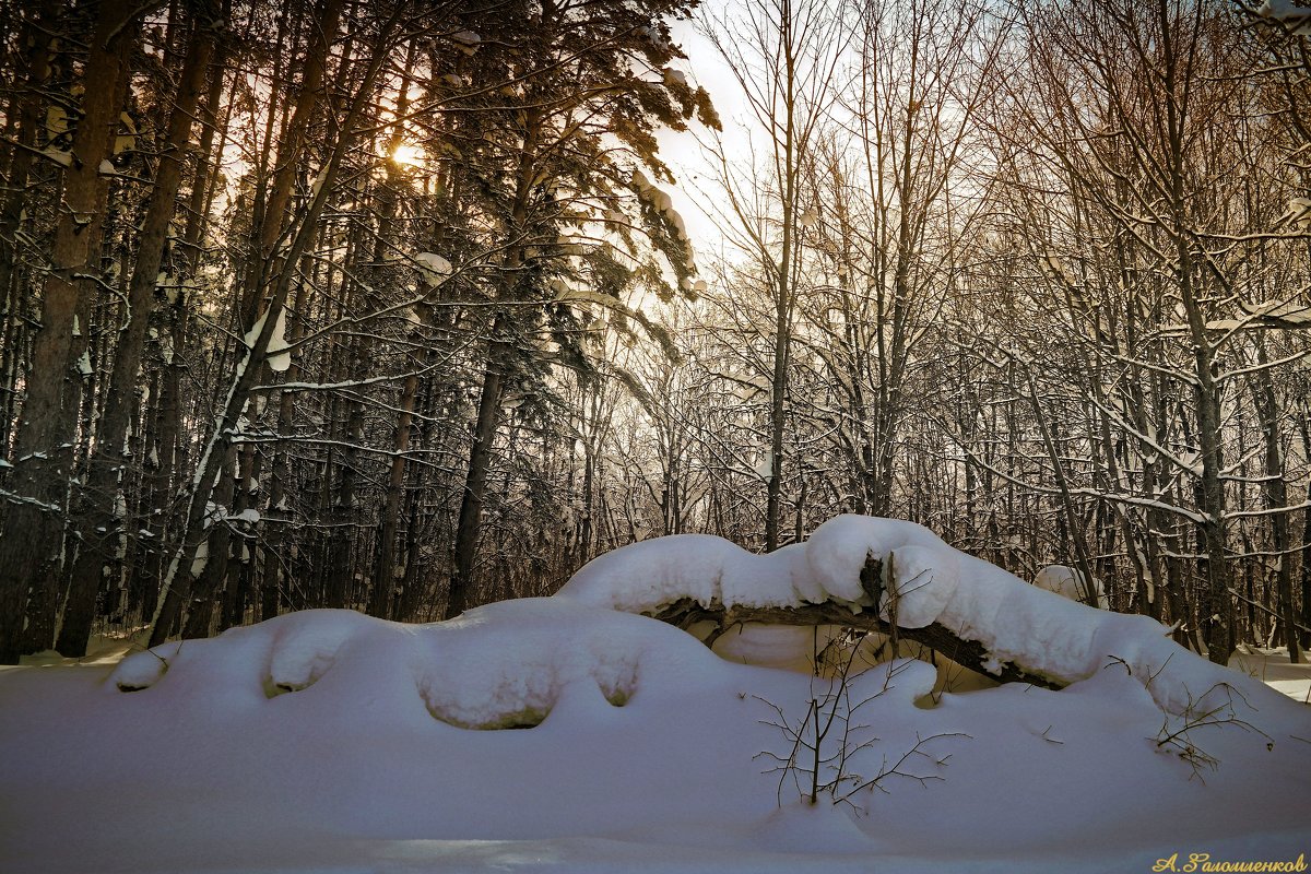 И в зимней сказке дремлет лес.. - Андрей Заломленков