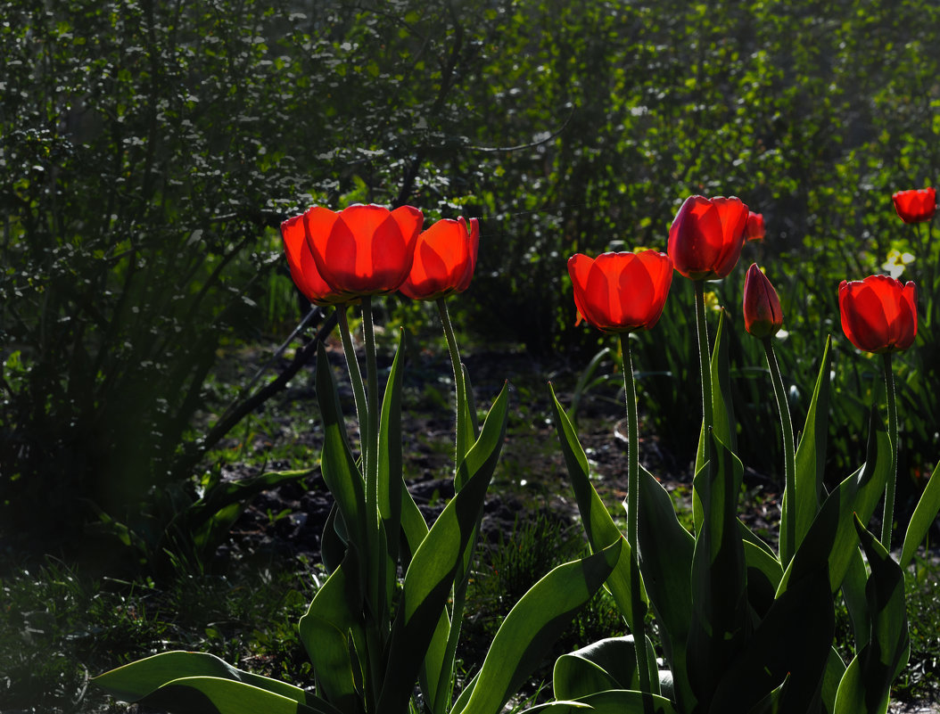 Красные тюльпаны. Red tulips. - Юрий Воронов