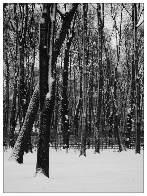 зимний Летний сад - sv.kaschuk 