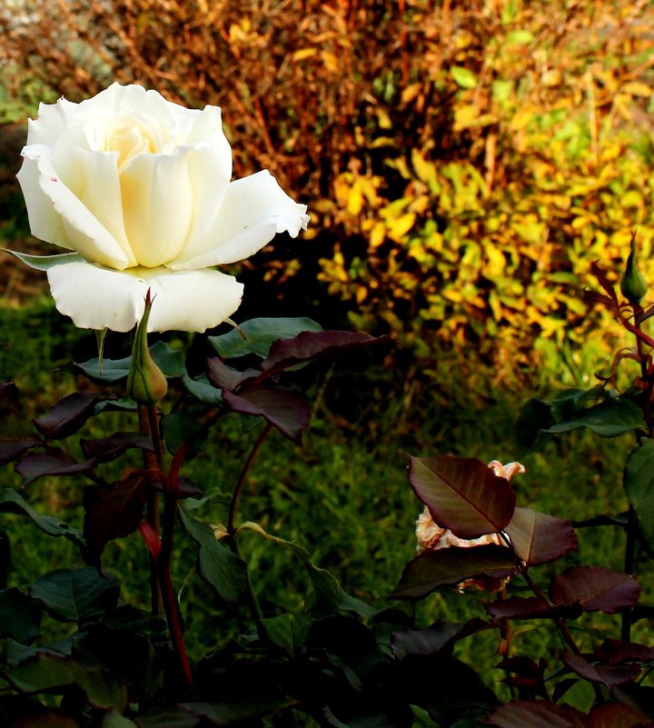 Две розы в осеннем саду. - Наталья Золотых-Сибирская