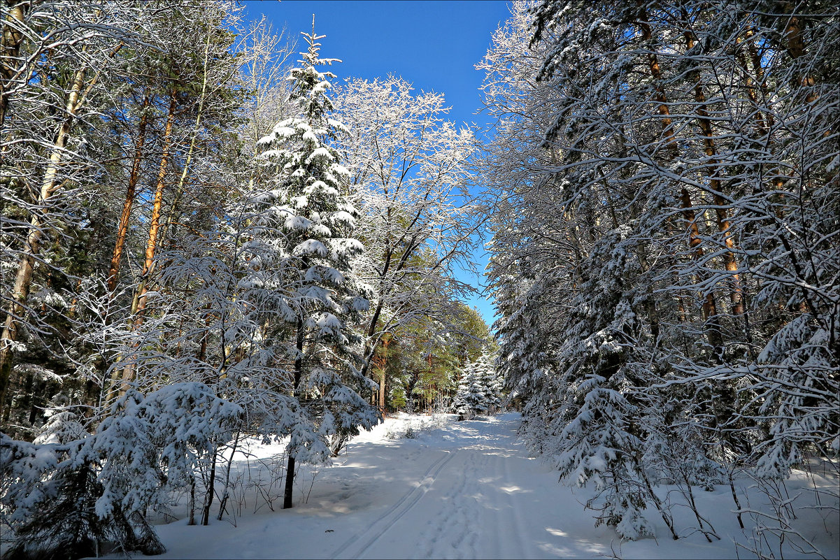 Новогодний лес - Leonid Rutov