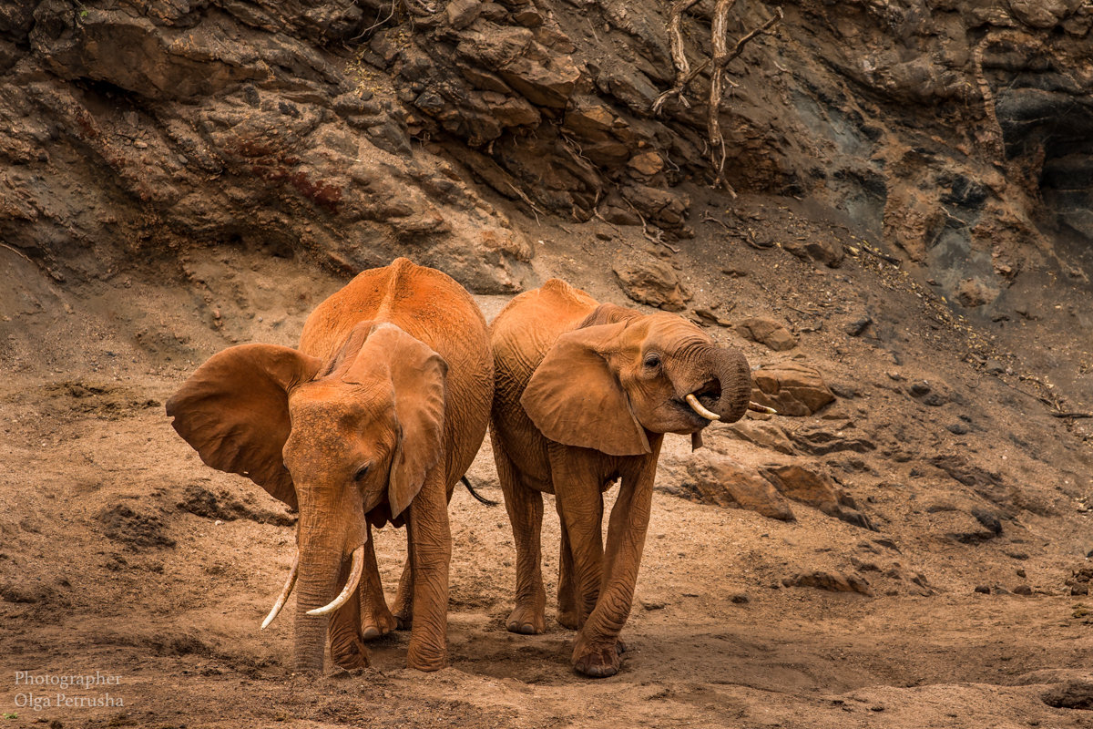Слоны, добывающие воду, во время засухи - Ольга Петруша