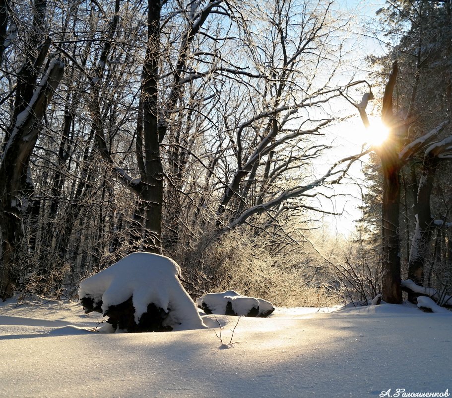 Волшебный зимний  лес зовёт нас на прогулку.. - Андрей Заломленков