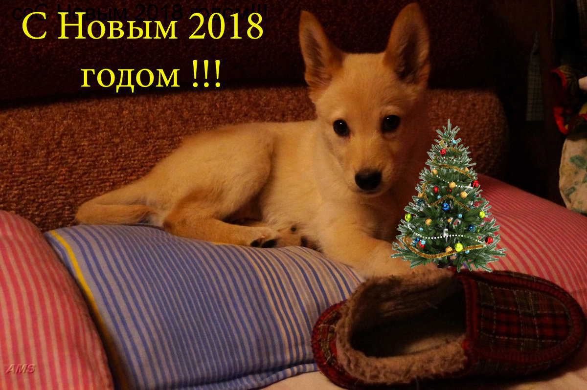 С Новым годом !!!!!!!!! - kolyeretka 