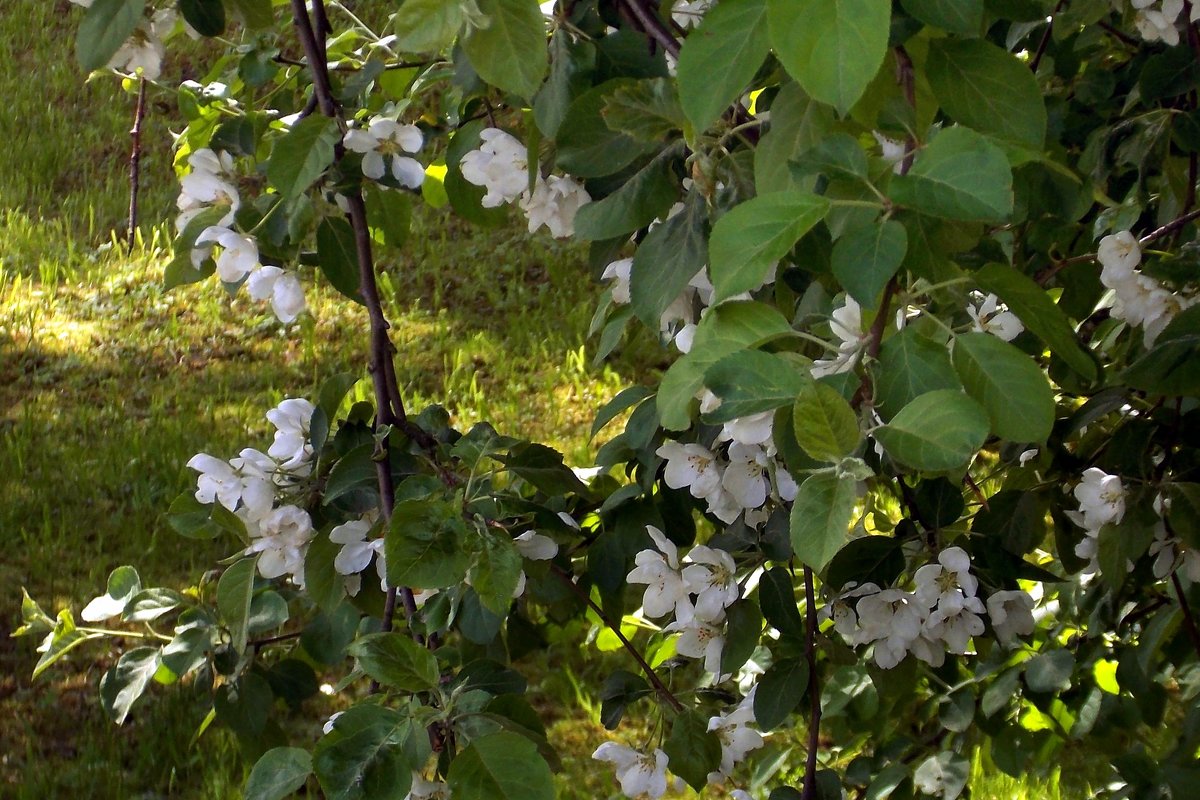 Яблоня во дворе - Фотогруппа Весна