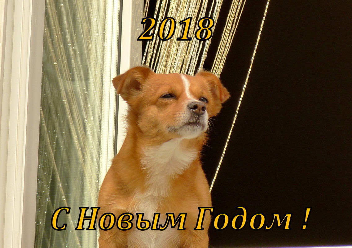 новогодняя рыжая собака - Александр Прокудин