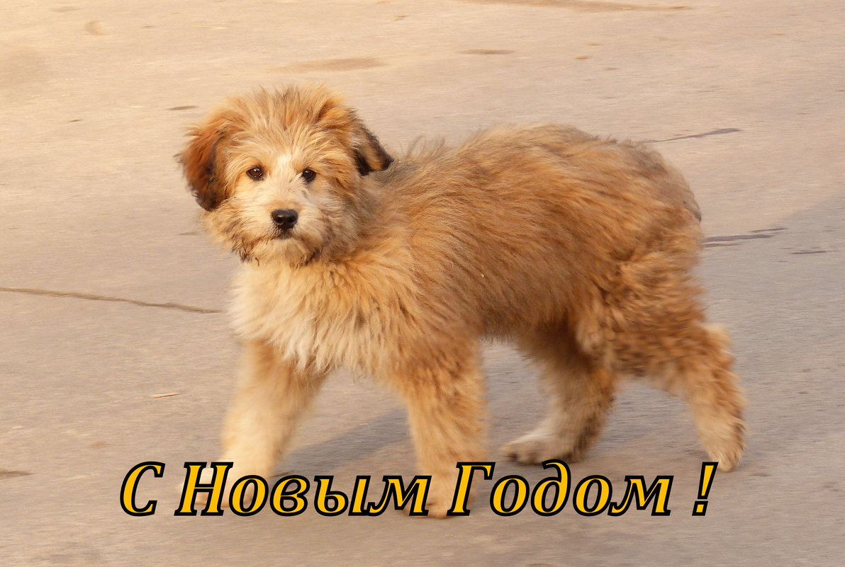 новогодний рыжий пёс - Александр Прокудин