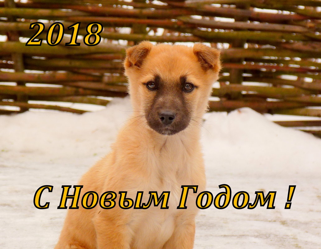 новогодний рыжий щенок - Александр Прокудин