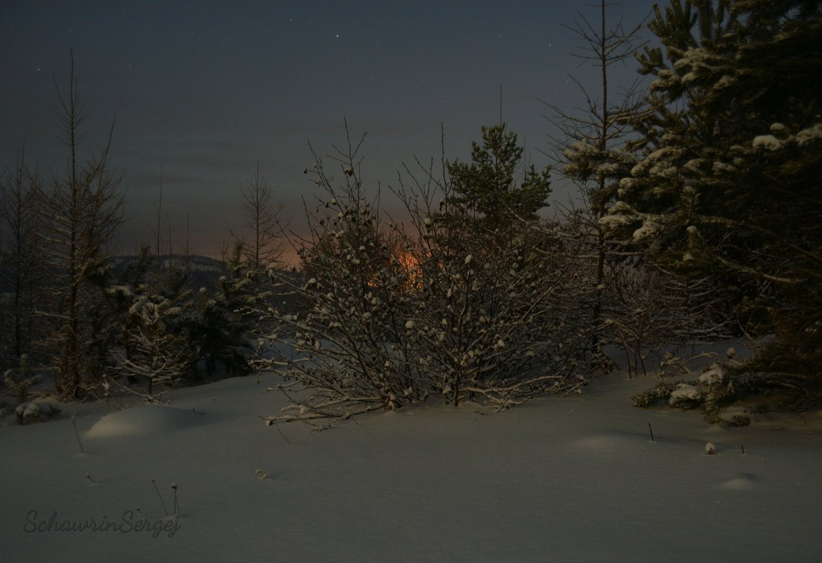 Зимняя ночь в лесу - Сергей Шаврин