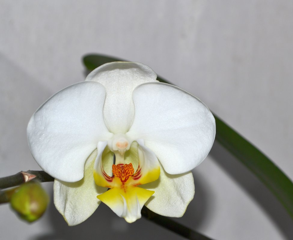 Орхидейка - Алёнка М.