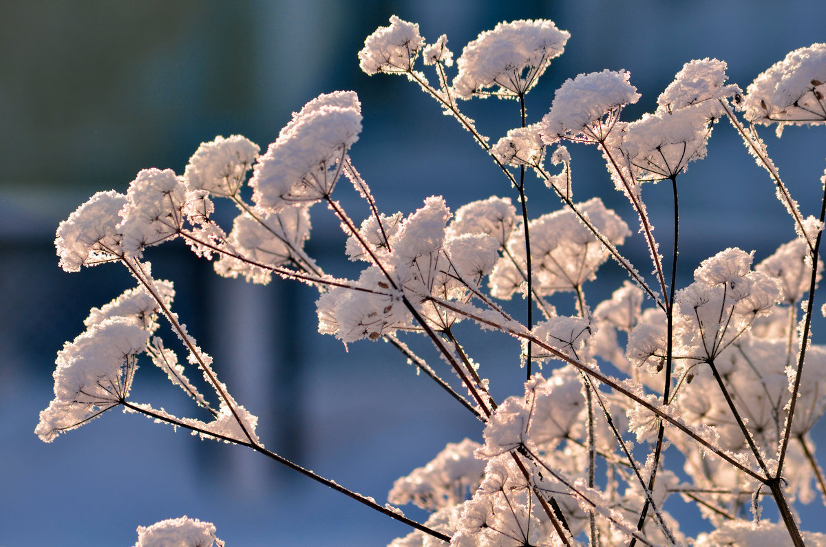 цветы зимы - Евгений Фролов