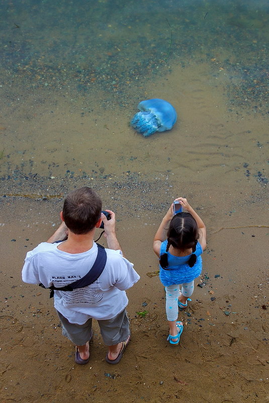Голубая медуза - Абрис 