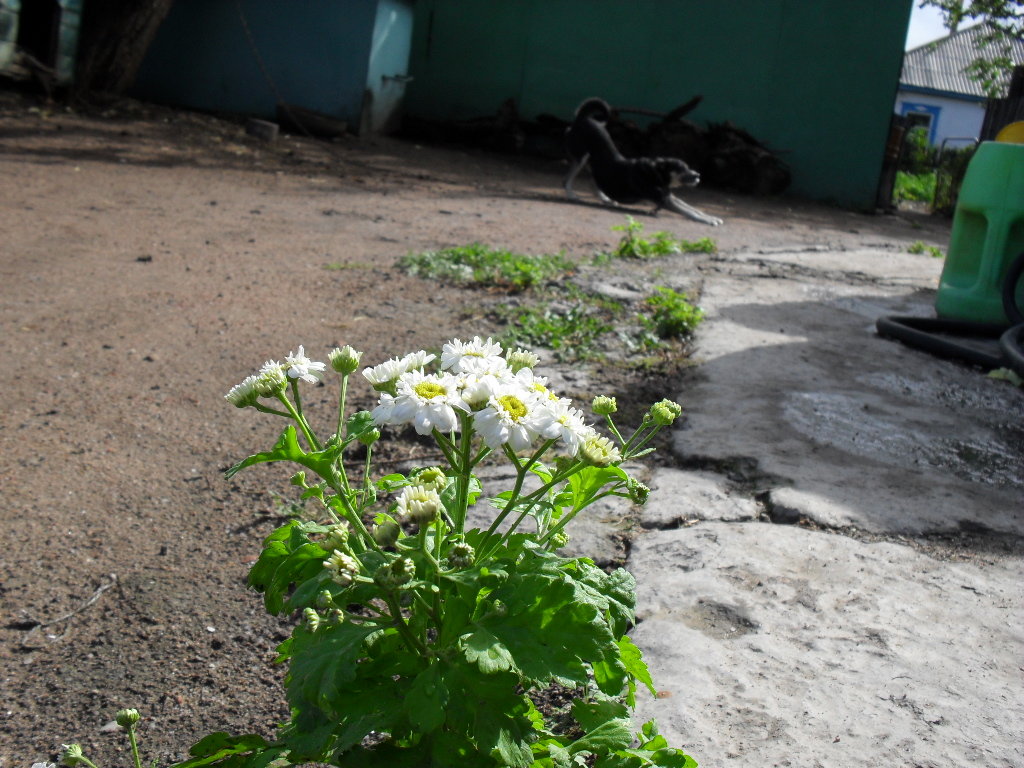 цветок на границе бетона и грунта - Евгений Болотов
