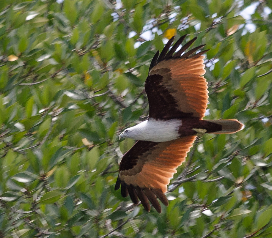 Красно-коричневый орёл - символ острова Лангкави, Малайзия. - Edward J.Berelet