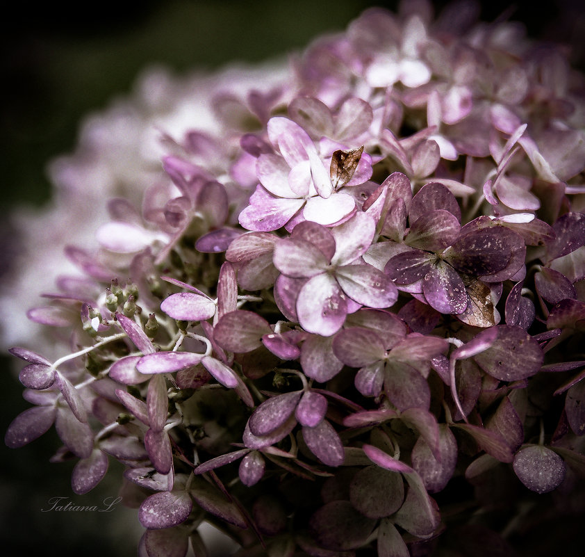 Hydrangea - Tatiana 