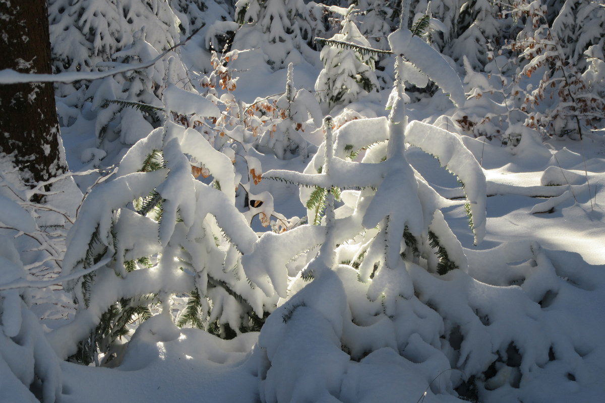 В зимнем лесу - Mariya laimite
