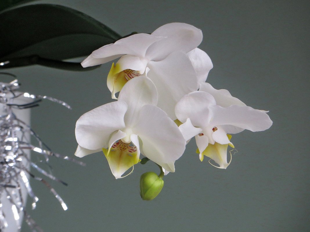 В прошлом году мне подарили голубую орхидею... Повторное цветение стало белоснежным! - Татьяна Смоляниченко
