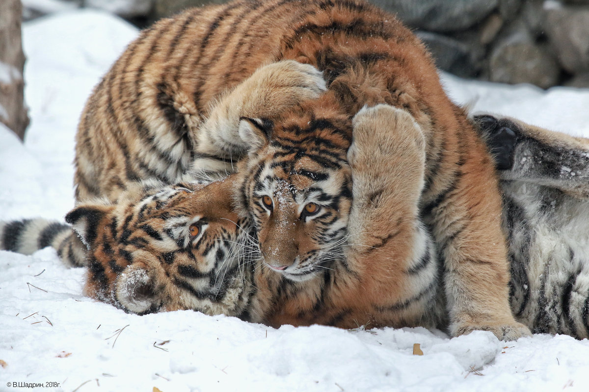 Амурские тигры - Владимир Шадрин