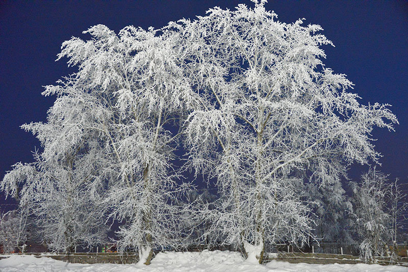 Деревья в снежном серебре... - Борис Гуревич 