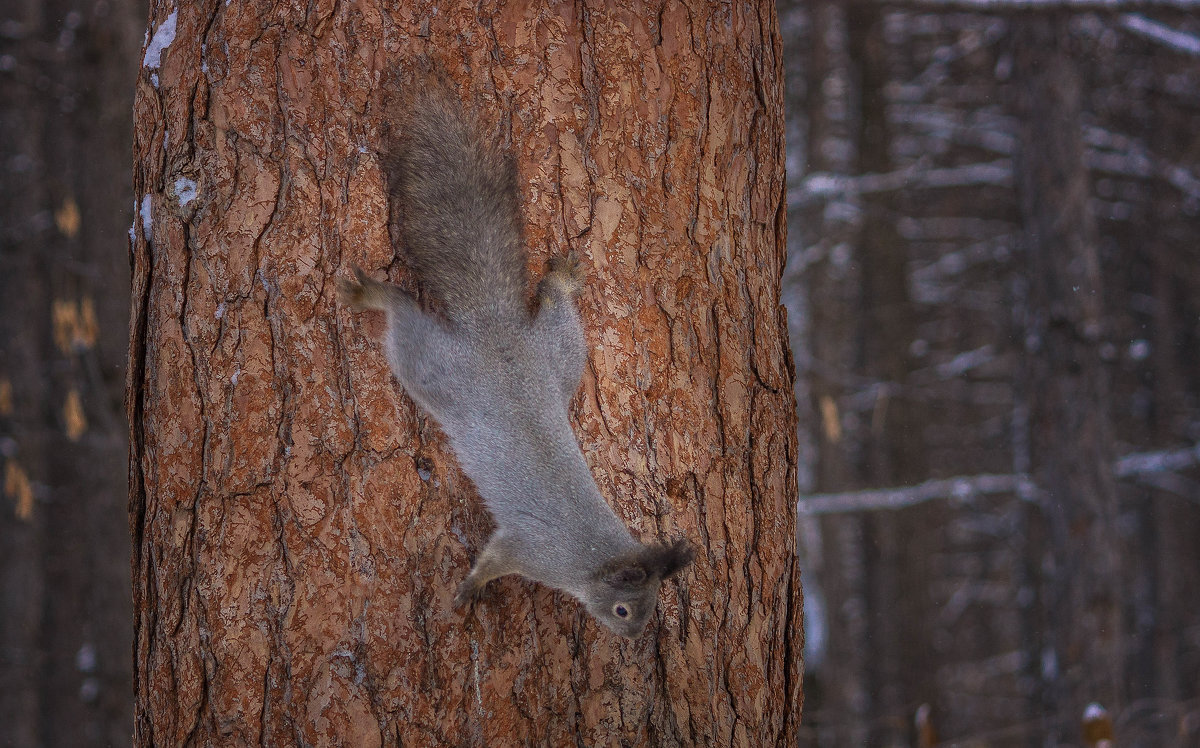 *** - Александр 