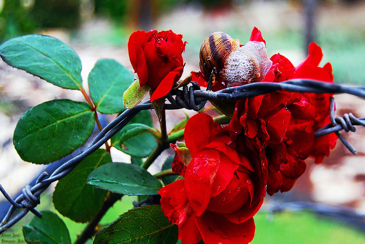Розе всё равно где цвесть:  "За колючкой ...." - Aleks Ben Israel