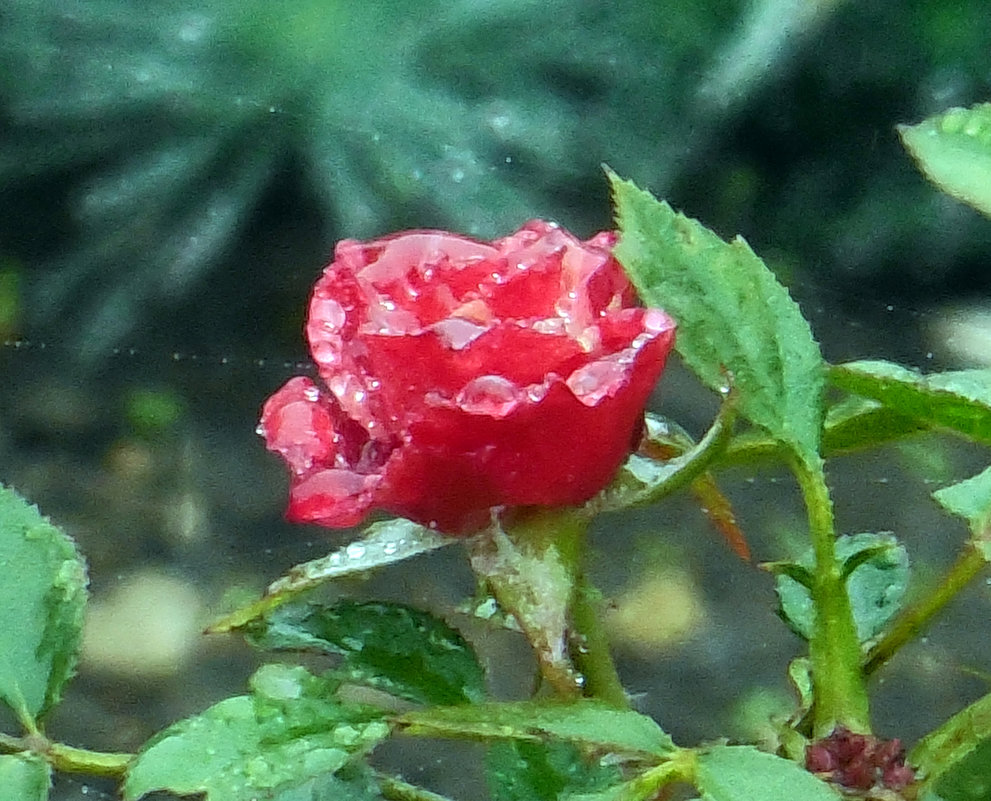 Розы...розы...Дождь - Вячеслав Медведев