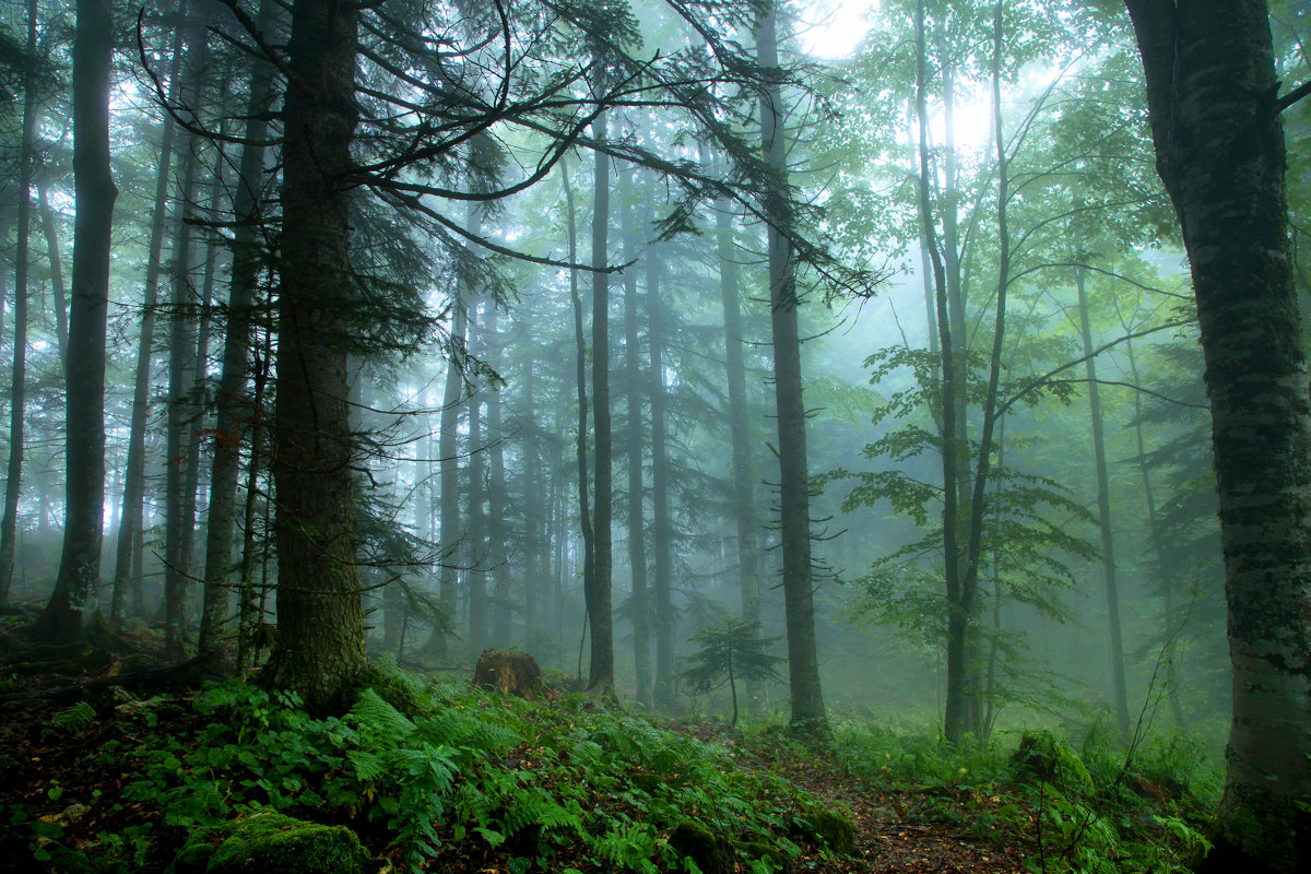 Туманный лес - Владимир 