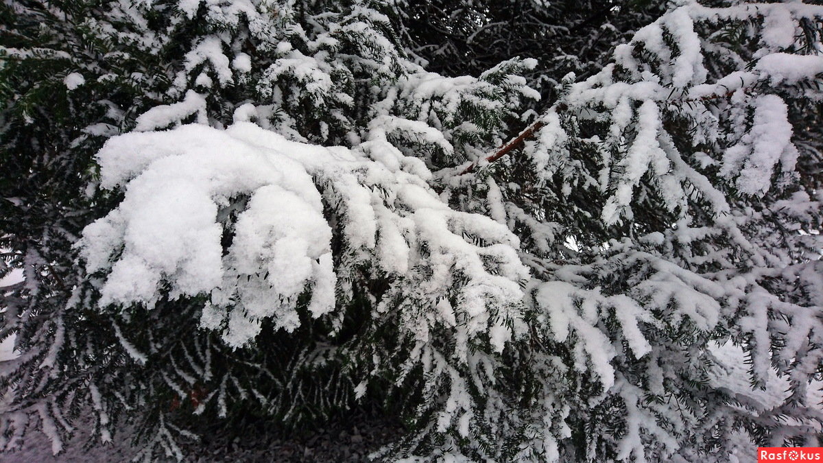 А снег кружась, ложился на лапы пушистых елей ... - Владимир Икомацких