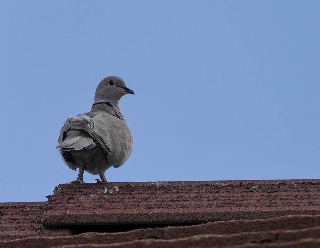 Голубь индейцев инков (Inca dove). Этого нашел в Аризоне (США) - Юрий Поляков