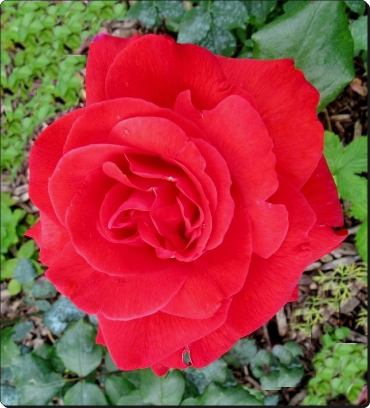 Роза для Кармен - Самохвалова Зинаида 