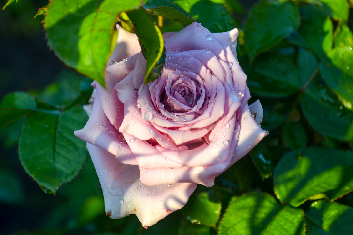 Розовая роза - Евгения Трушкина