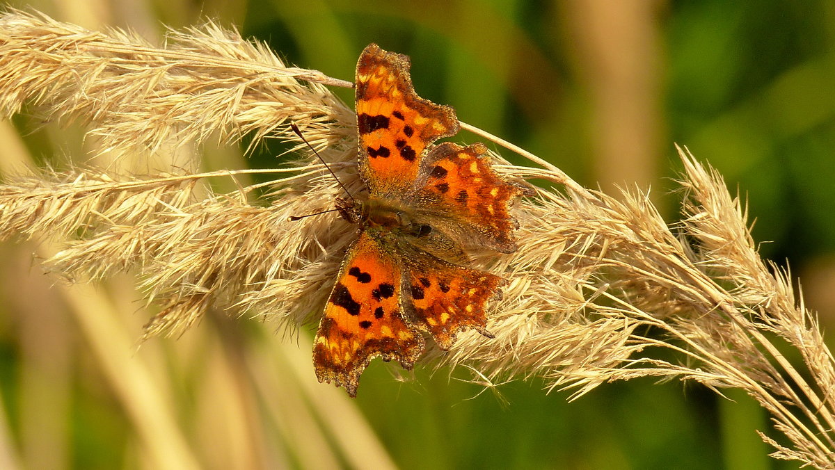 Углокрыльница С-белое Polygonia c-album (Linnaeus, 1758) 2 - Александр Прокудин