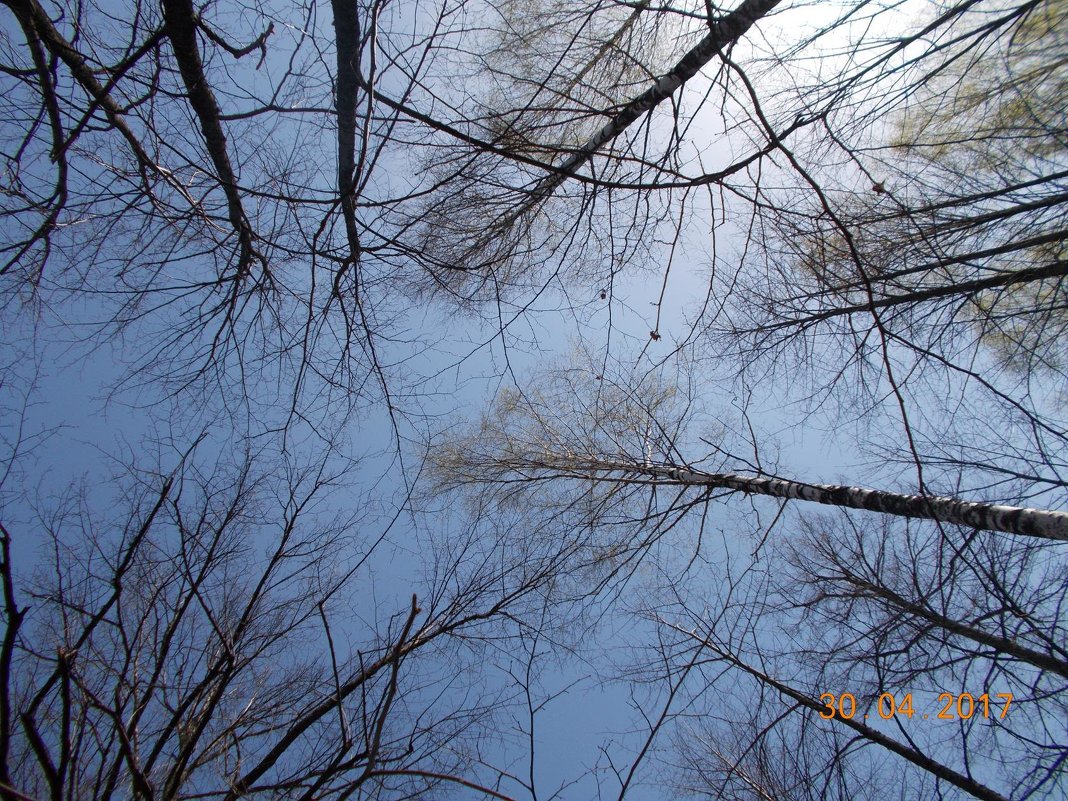 лес на фоне неба - Светлана Рябова 