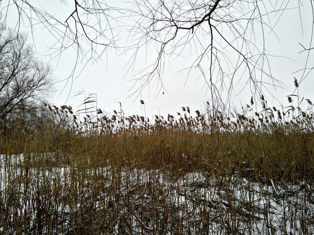 Природа зимой - Татьяна Королёва