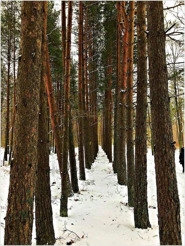 В лесу. - Валерия Комова