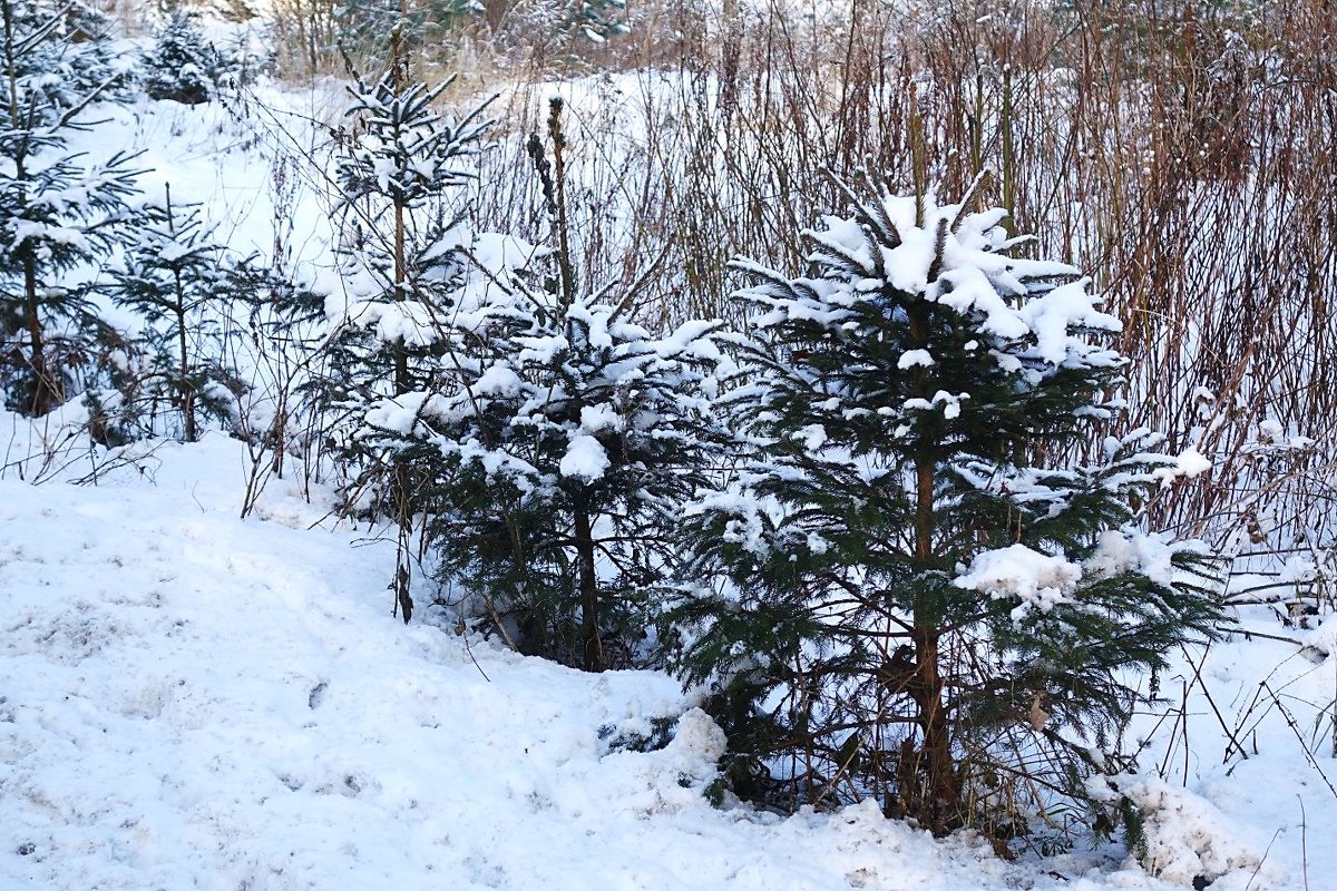 Ёлочки в снегу - Маргарита Батырева