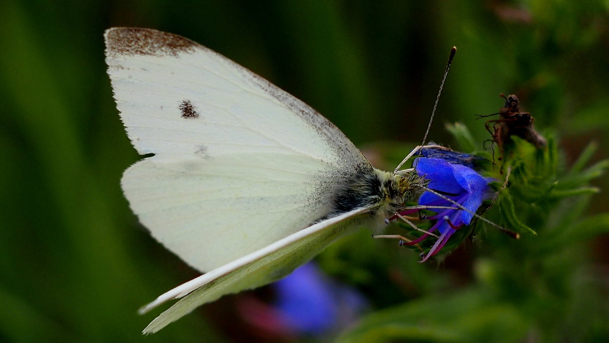 Репница Pieris rapae (Linnaeus, 1758) 4 - Александр Прокудин