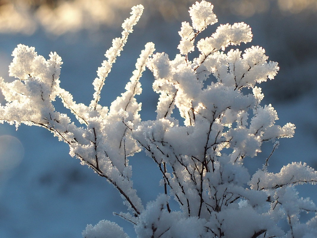 Снежный букет - wea *