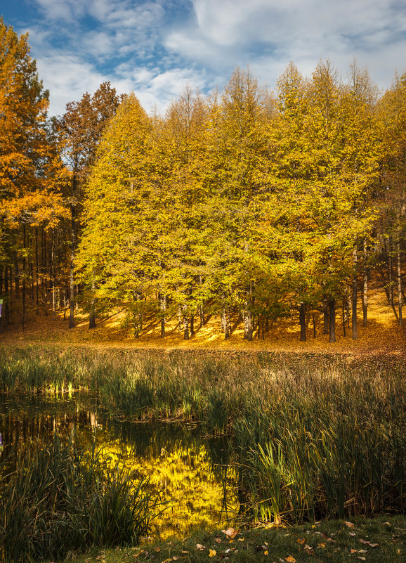 Соколиный пруд осенью - Андрей Нибылица