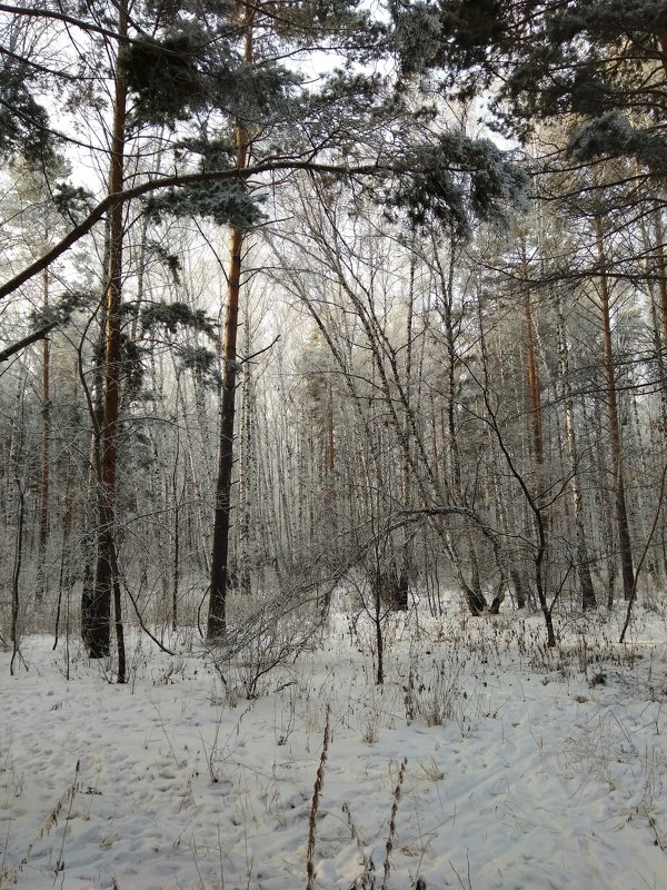 Зимний лес ... - Татьяна Котельникова