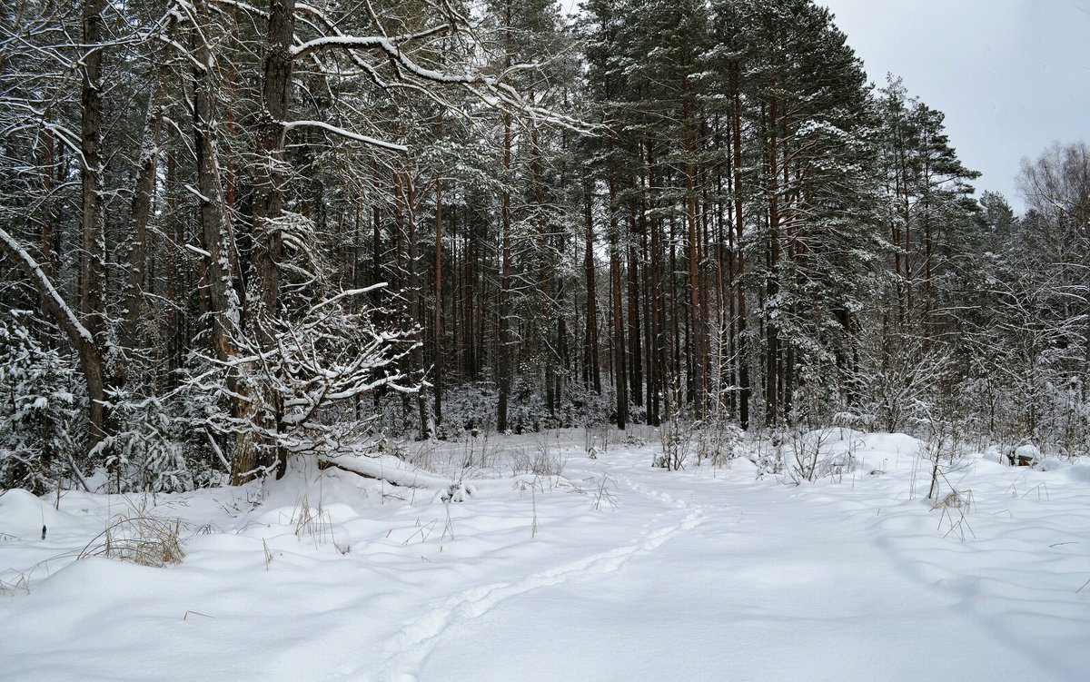 Одинокий след в лесу - Милешкин Владимир Алексеевич 