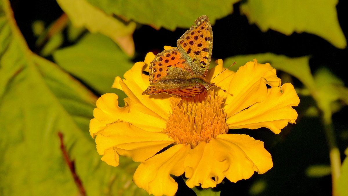 Перламутровка полевая Issoria lathonia (Linnaeus, 1758) 5 - Александр Прокудин