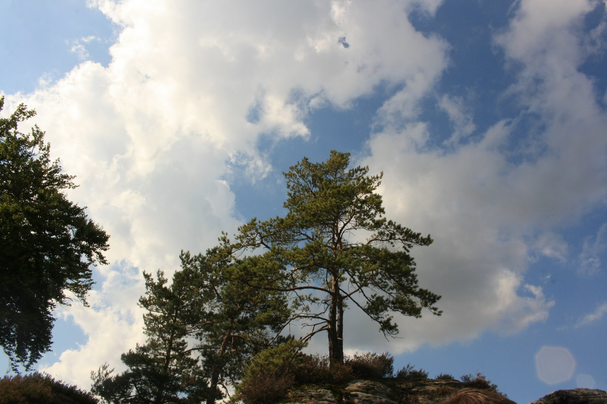 небо горы дерево - mirtine 