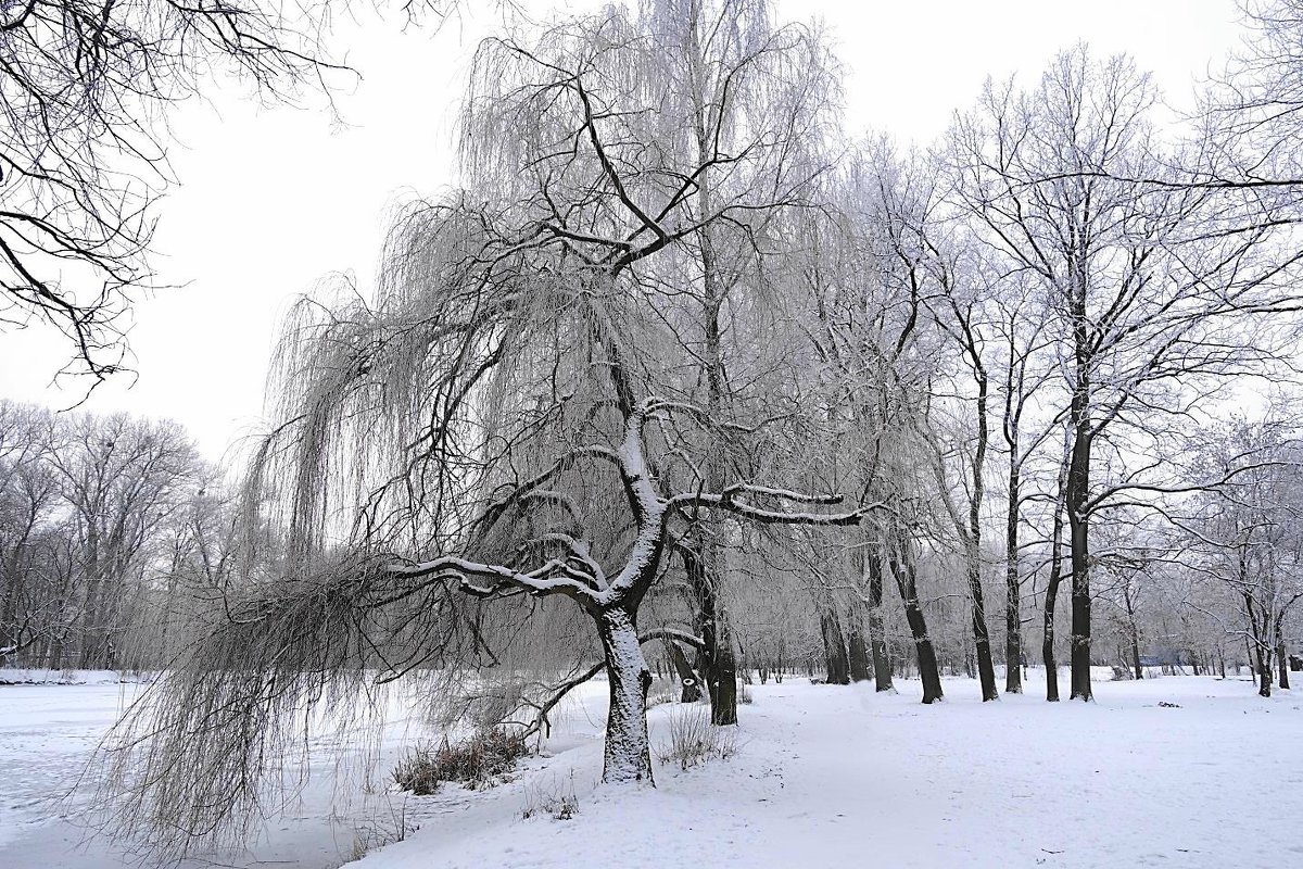 В зимнем парке - Маргарита Батырева