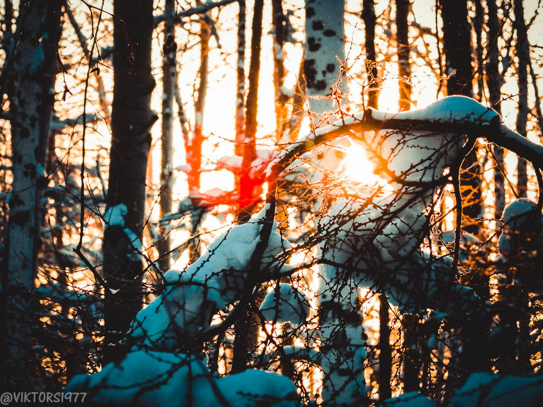 Утром в лесу - Виктор 