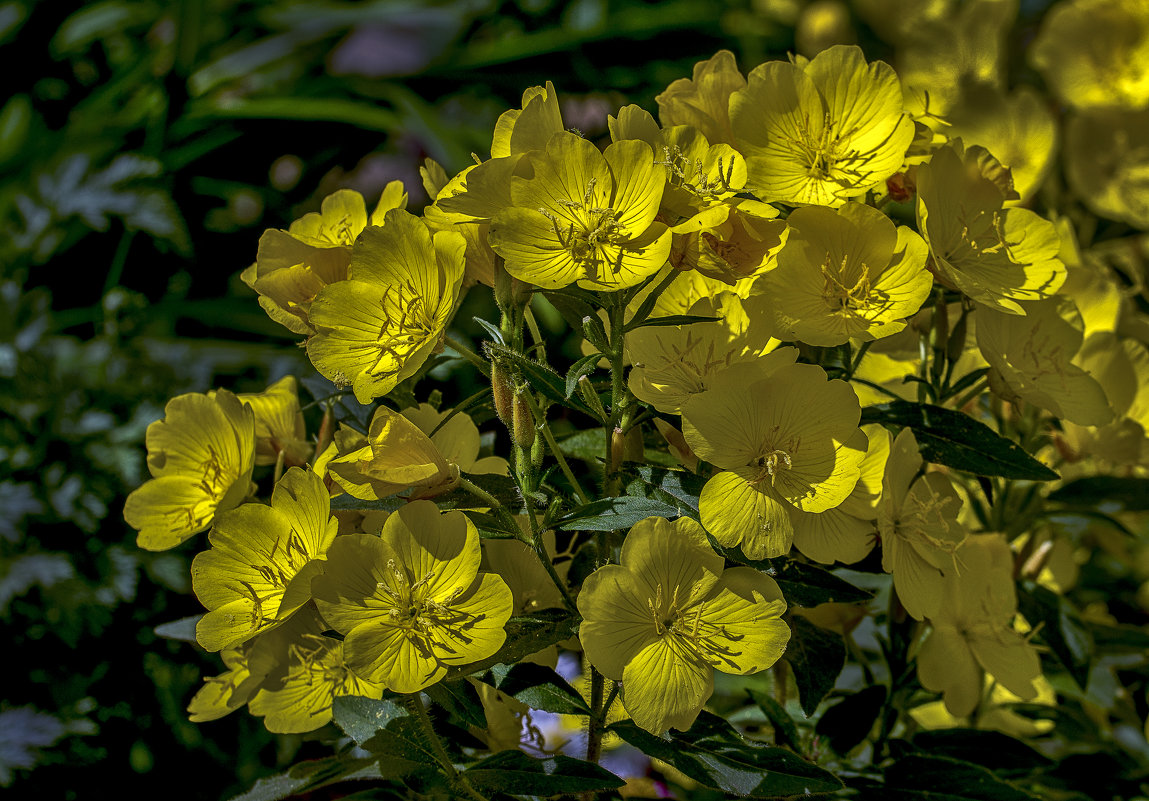 Желтый цвет июня - gribushko грибушко Николай