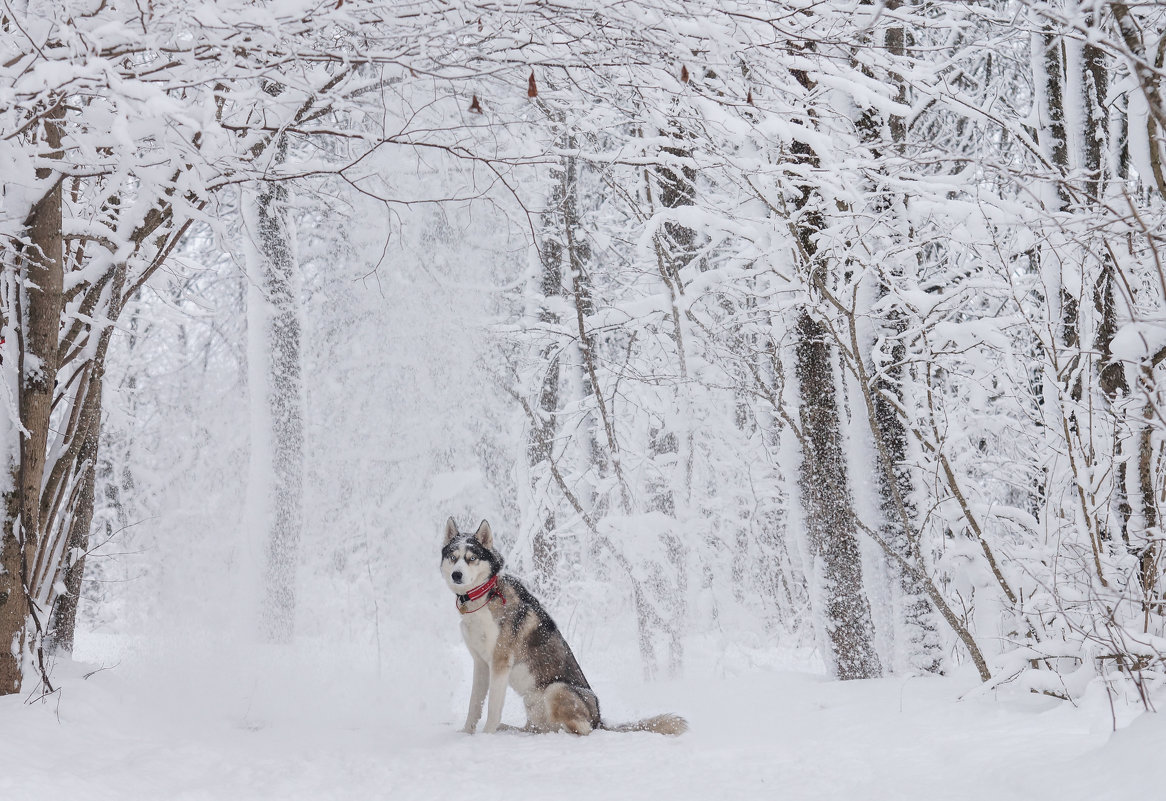 Снежный пёс - Валерия заноска