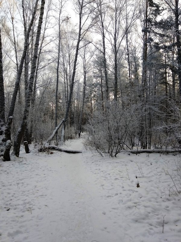 В зимнем лесу - Татьяна Котельникова