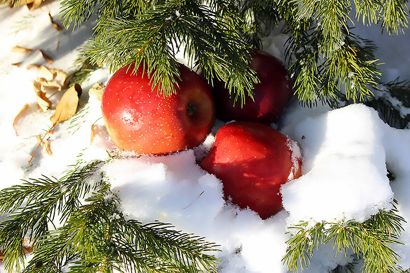 Яблоки на снегу ... - Олег Кондрашов